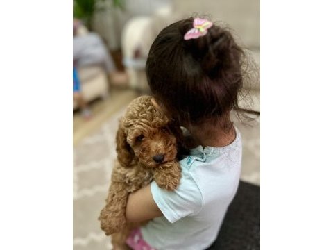 Kore top poodle show