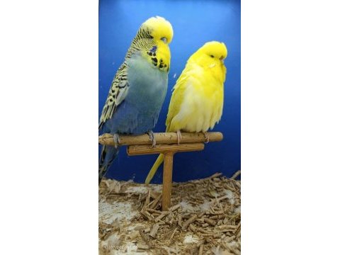 Hazır show ve jumbo muhabbet kuşu takım