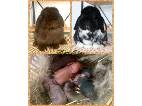 Mini lop chocolate renk tavşan