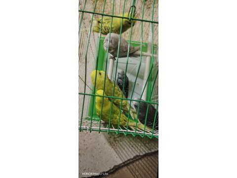 6 adet erkek yavru muhabbet kuşu