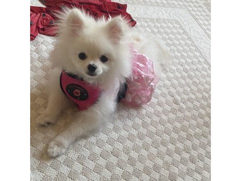 Pomeranian dişi kızımız