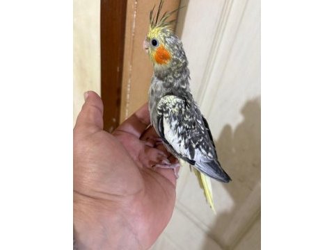 50 günlük harika sultan papağanı bebek