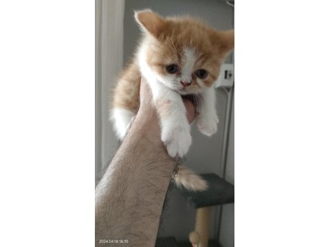 Exotic shorthair dişi