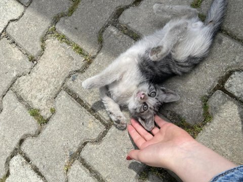 Minik yavru kediye yuva