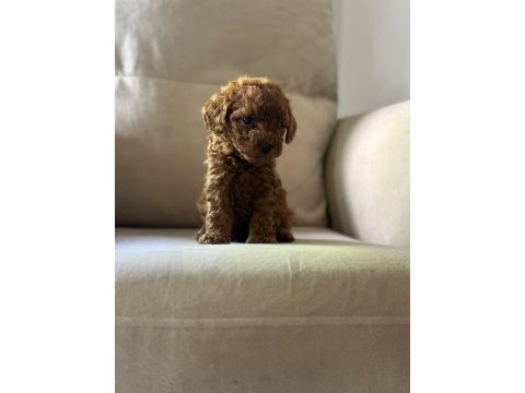 Kıvır kıvır toy poodle dünyası