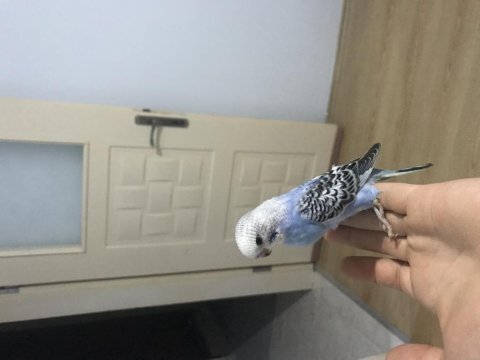 Yavru muhabbet kuşları ele alışkın