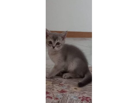 Oyuncu british kedim
