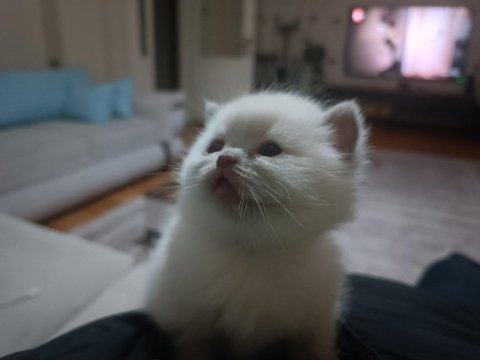 Şecere kaydı ve istanbul şampiyonluk geni olan kedimiz
