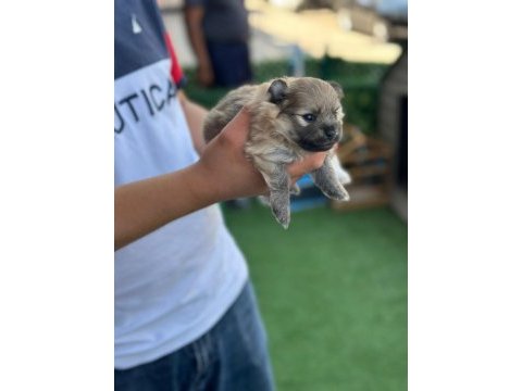 Bebek pomeranian yavrular beyaz