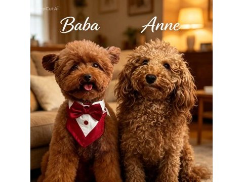 Toy poodle 45 günlük