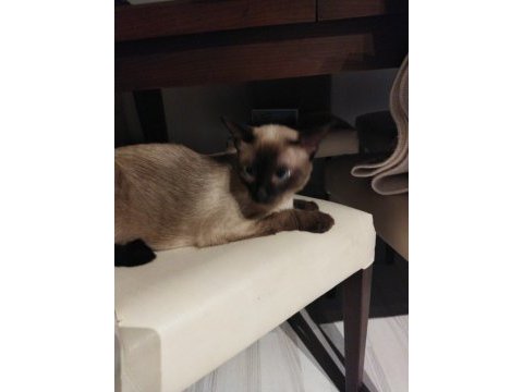 1.5 yaşında orjınal safkan erkek siyam kedisi