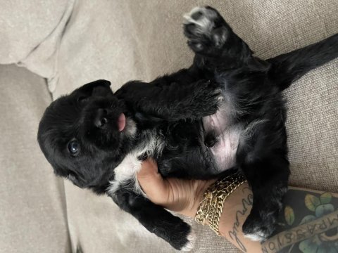 Morkie yavrumuz