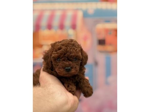 Orjinal kore poodle bebekler