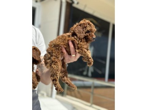 Petmode köpek çiftliğinde ziyarete açık toy poodle