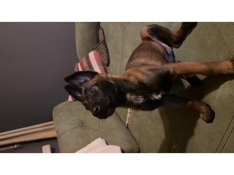 Sofia ve kanas köpeklerimiz