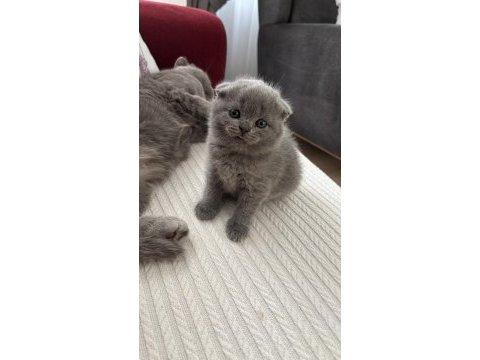 Dişi scottish fold kedisi