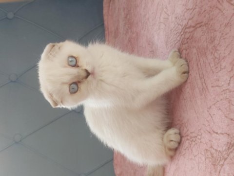 Scottish yavru kedi