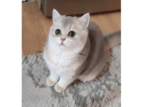 Safkan british shorthair