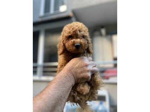 Sağlık ırk garantili toy poodle