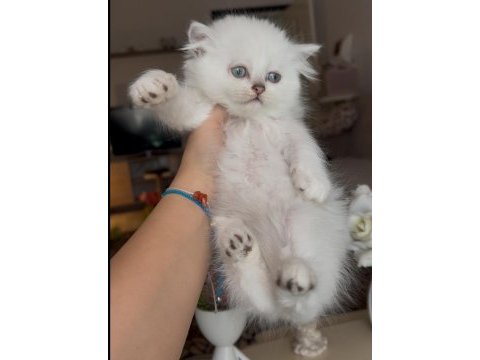 British longhair silver point erkek