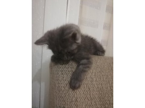 2 aylık british longhair