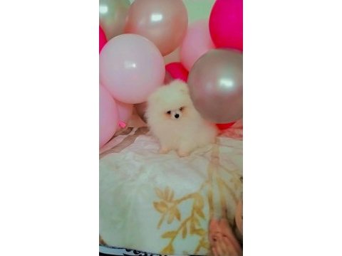 Mükemmel kalitede bir yavru pomeranian ultra mini boy