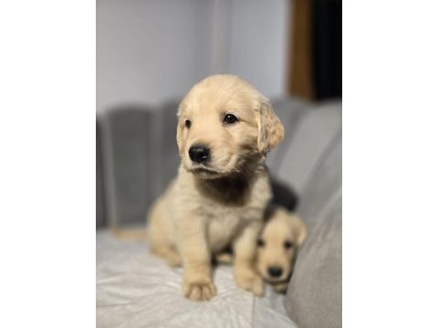 Orjinal golden retriever
