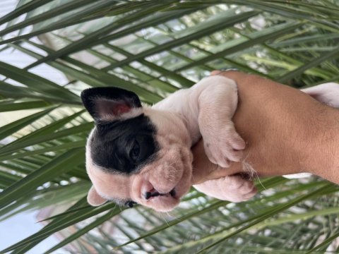A kalite orjinal fransız bulldog