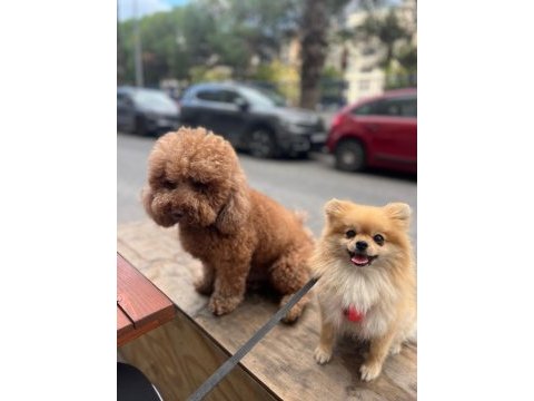 Eğitimli ırk ve sağlık garantili tea cup pomeranian