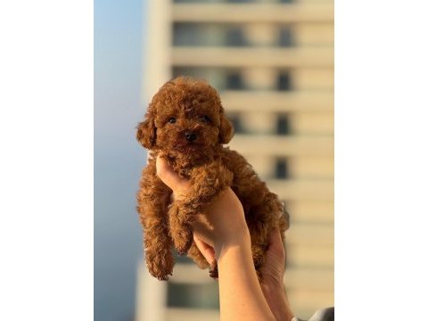 Teacup boy aşılı wc eğitimli premıum poodle