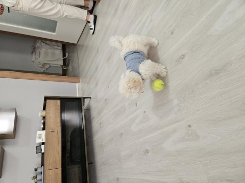 Dünya güzeli orjinal maltipoo yavrum