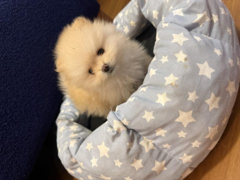 Boo surat mikro pomeranian