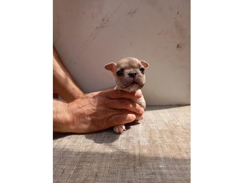 Lilac fawn french bulldog yavrularımız