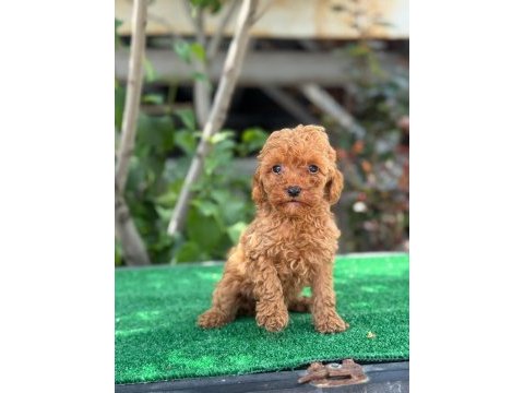 Exotic pet clubtan safkan toy poodle yavruları