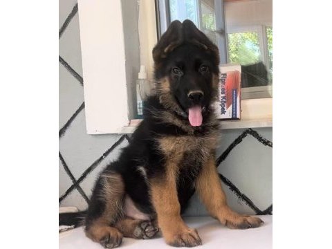 Üst düzey alman çoban köpeği yavruları