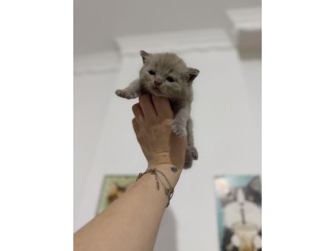 Latte bebek kediler rezerveye açıktır