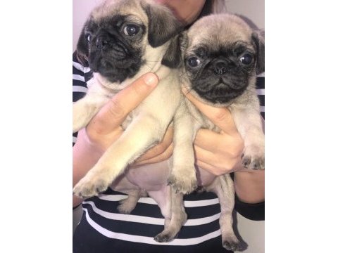 Pug bebişler