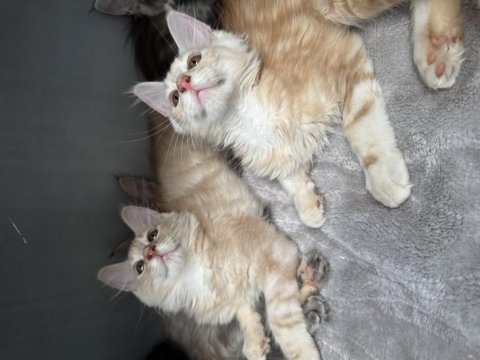 Maine coon bebekler