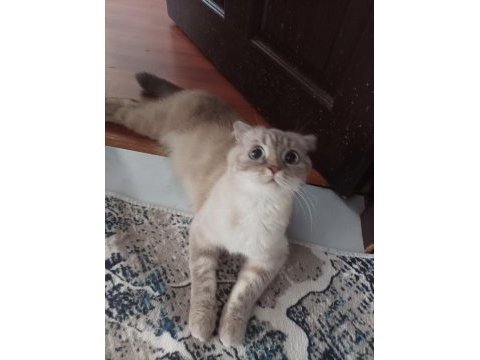 Scottish fold yavrularımız