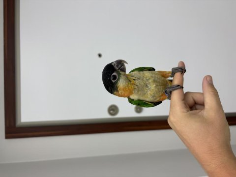 El besleme bebek 90 günlük caique (kayık) papağanı