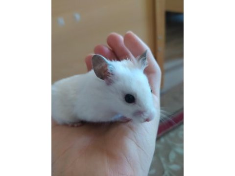 Hamster malzemeli