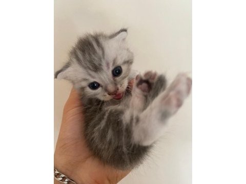 Yavru british shorthair