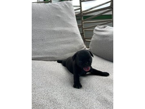 A kalite safkan pug yavruları