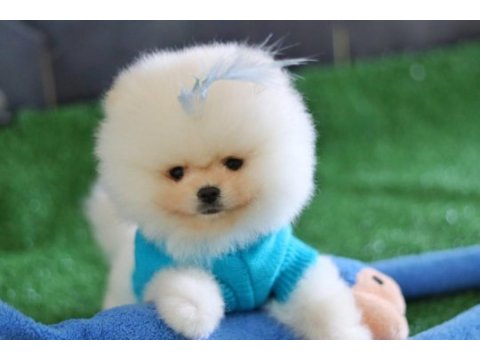 Orjinal pomeranian boo yavrular