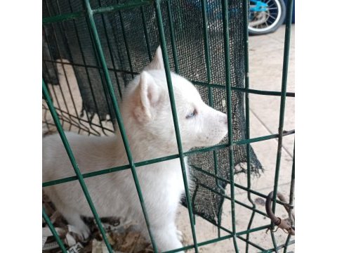 Kar beyaz mavi gözlü safkan sibirya kurdu