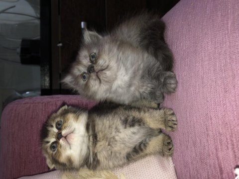 Britsh shorthair 2 aylık