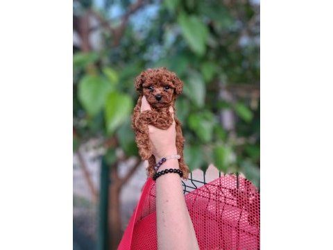 Toy poodle köpeğimiz antalya