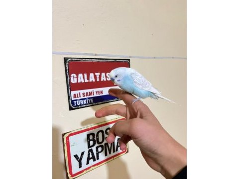Erkek ele alışıktır bilginize güzel kuşlar gençler
