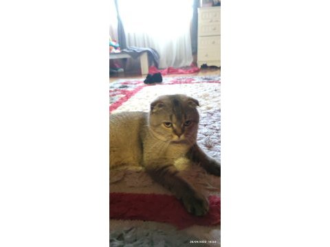 Scottish fold exotic oğlum