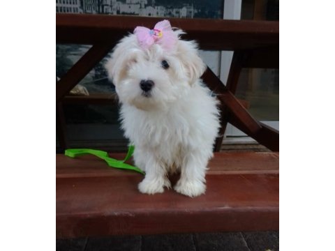 Erkek kore maltese